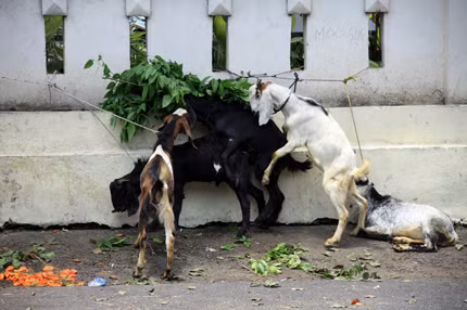 Và dê không ngần ngại... sinh hoạt bầy đàn ngay trên đường phố.