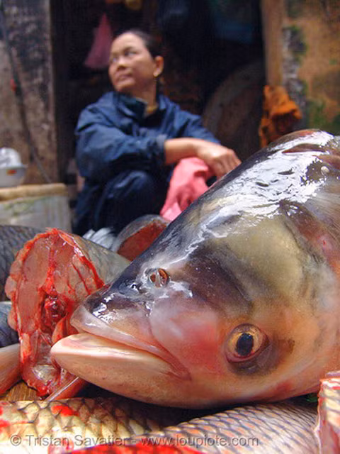 Đầu cá đã bị chặt khỏi thân nhưng vẫn ngáp ngáp.