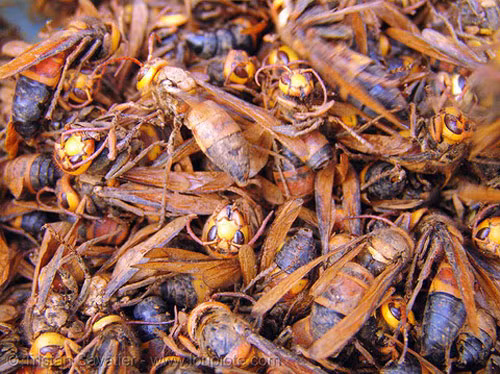 Bày bán ong vò vẽ sống ở Cao Bằng.
