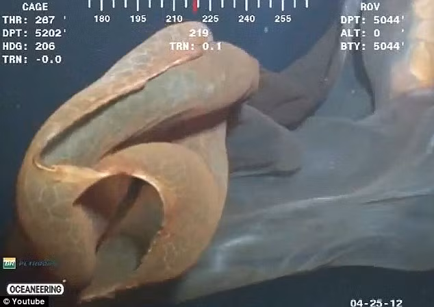 Bộ phận hình lục giác bí ẩn trên đầu sinh vật Bộ phận hình lục giác bí ẩn trên đầu sinh vật