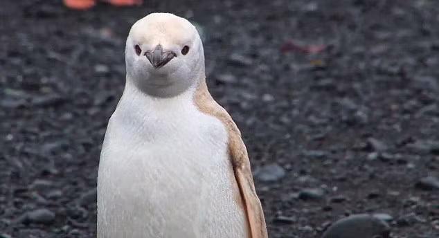 Dyan deNapoli, một chuyên gia về chim cánh cụt và tác giả của cuốn "The Great Penguin Rescue" cho biết, tỷ lệ xuất hiện một con chim cánh cụt trắng như thế này trong tự nhiên là 1/146.000 con. Dyan deNapoli, một chuyên gia về chim cánh cụt và tác giả của cuốn "The Great Penguin Rescue" cho biết, tỷ lệ xuất hiện một con chim cánh cụt trắng như thế này trong tự nhiên là 1/146.000 con.