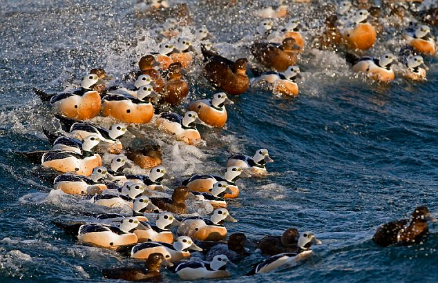 Một đàn vịt biển Steller Eiders cưỡi sóng tìm mồi.