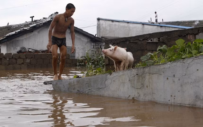 Một thanh niên cứu hai con lợn tại một trang trại bị ngập lụt gần thành phố Anju Một thanh niên cứu hai con lợn tại một trang trại bị ngập lụt gần thành phố Anju