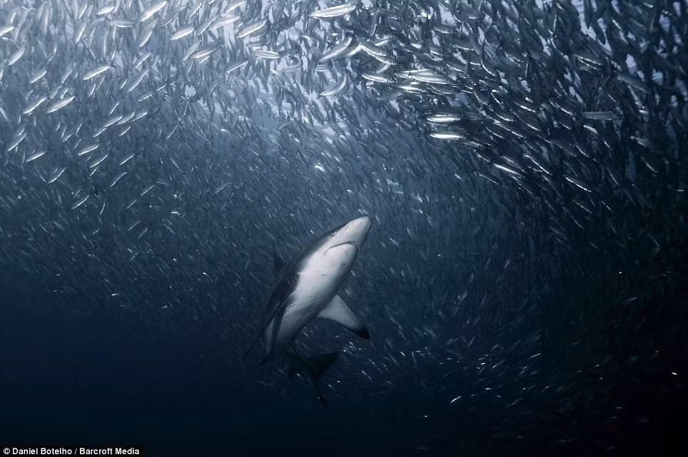 Một con cá mập đầu đen bơi theo đàn cá Sardine để kiếm ăn. Một con cá mập đầu đen bơi theo đàn cá Sardine để kiếm ăn.