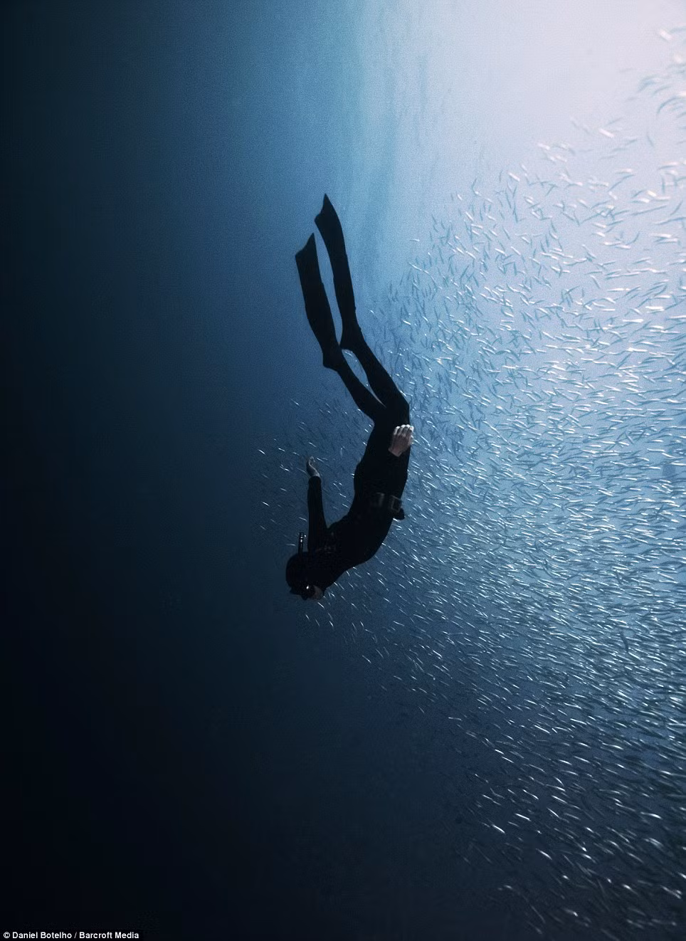 Đàn cá Sardine khổng lồ tìm về vùng biển mát lạnh. Đàn cá Sardine khổng lồ tìm về vùng biển mát lạnh.