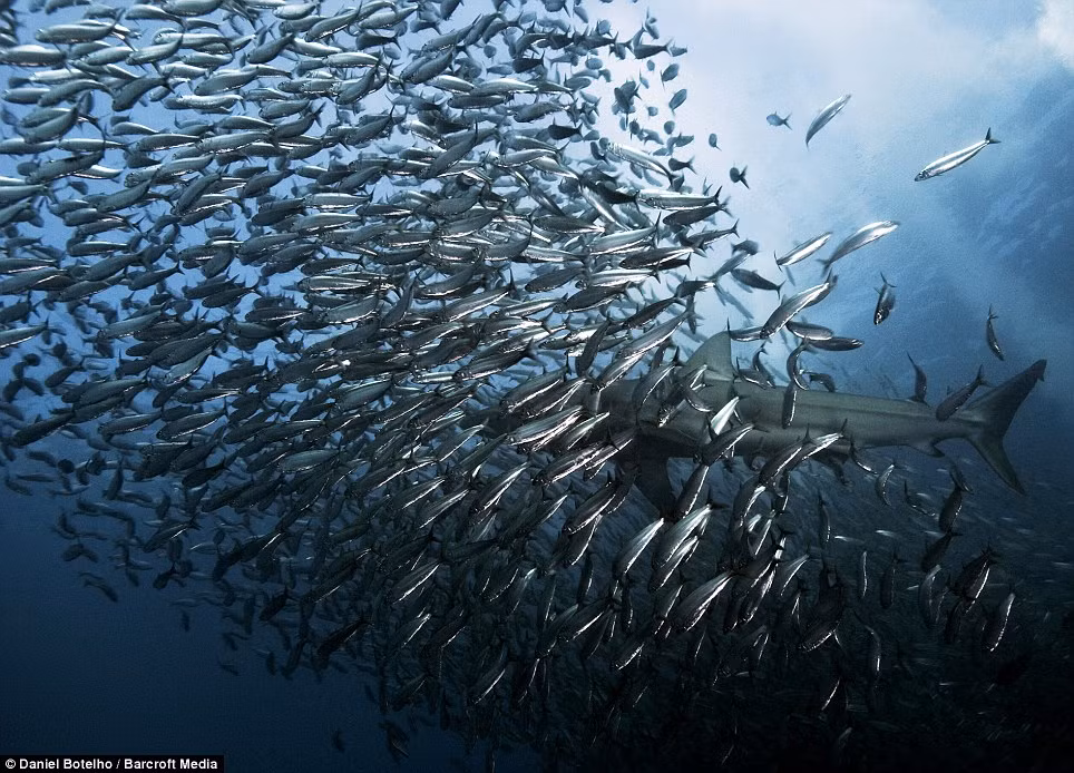 Cá Sardine thường được tìm thấy ở các bãi cát ngầm lớn trên bờ biển phía tây của California, Nam Mỹ, Nhật Bản, Australia và, tất nhiên, là cả ở miền nam châu Phi Cá Sardine thường được tìm thấy ở các bãi cát ngầm lớn trên bờ biển phía tây của California, Nam Mỹ, Nhật Bản, Australia và, tất nhiên, là cả ở miền nam châu Phi