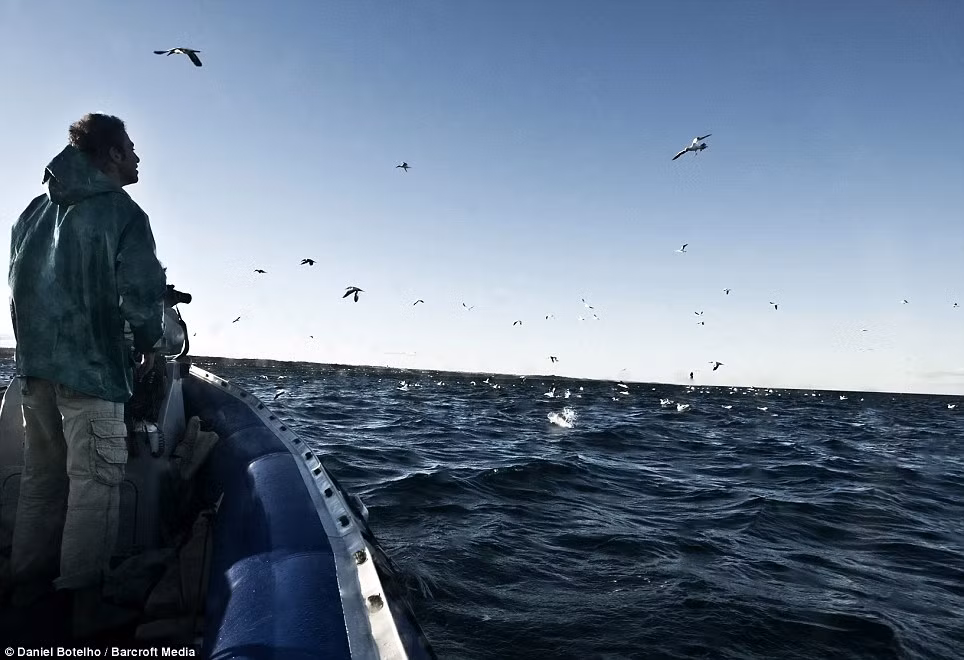 Người dân địa phương cũng không bỏ lỡ cơ hội đánh bắt cá Sardine trong mùa di cư của chúng. Người dân địa phương cũng không bỏ lỡ cơ hội đánh bắt cá Sardine trong mùa di cư của chúng.