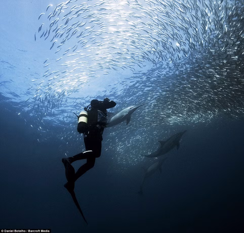 Những kẻ săn mồi rình rập trên đường di cư của đàn cá Sardine. Những kẻ săn mồi rình rập trên đường di cư của đàn cá Sardine.