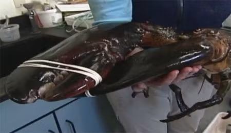 Con tôm hùm nặng 12 kg được bắt tại bang Maine, Mỹ tháng 2/2012