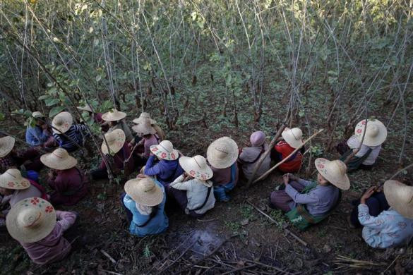 Dân làng Ho Hwayt sau khi phá hủy cánh đồng thuốc phiện ngày 26/1/2012.