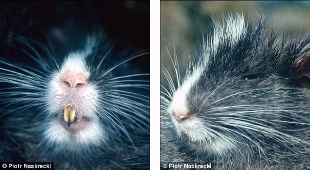 Chuột cây Chinchilla được phát hiện ở dãy núi Vilcabamba, gần với di tích nổi tiếng thế giới Macchu Picchu. Nó có lông màu xám nhạt, một lớp lông màu trắng chạy dọc trên đầu, móng vuốt lớn.