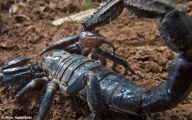 Bọ cạp Hoàng đế (Pandinus imperator) mang màu xanh độc đáo này có thể phát triển dài tới 20 cm và được coi là một trong những loài bọ cạp lớn nhất thế giới. Nó được tìm thấy ở Atewa, Ghana vào năm 2006. Mặc dù có kích thước khổng lồ nhưng chúng chủ yếu ăn mối và các động vật không xương sống nhỏ.