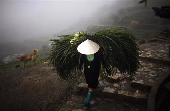 Nông dân đội cỏ về nuôi trâu tại Sapa ngày 23/5/2011