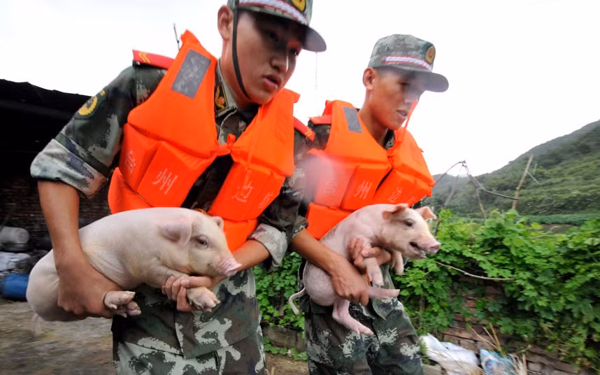 Giúp nông dân chuyển đàn lợn tới nơi an toàn. Giúp nông dân chuyển đàn lợn tới nơi an toàn.
