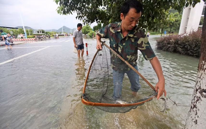 Những con phố ngập nước ở Đài Châu, tỉnh Chiết Giang trở thành "ngư trường" của dân địa phương. Những con phố ngập nước ở Đài Châu, tỉnh Chiết Giang trở thành "ngư trường" của dân địa phương.