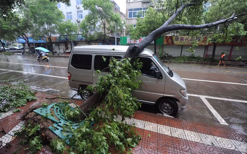 Bão quật đổ cây tại Tam Môn, Chiết Giang. Bão quật đổ cây tại Tam Môn, Chiết Giang.