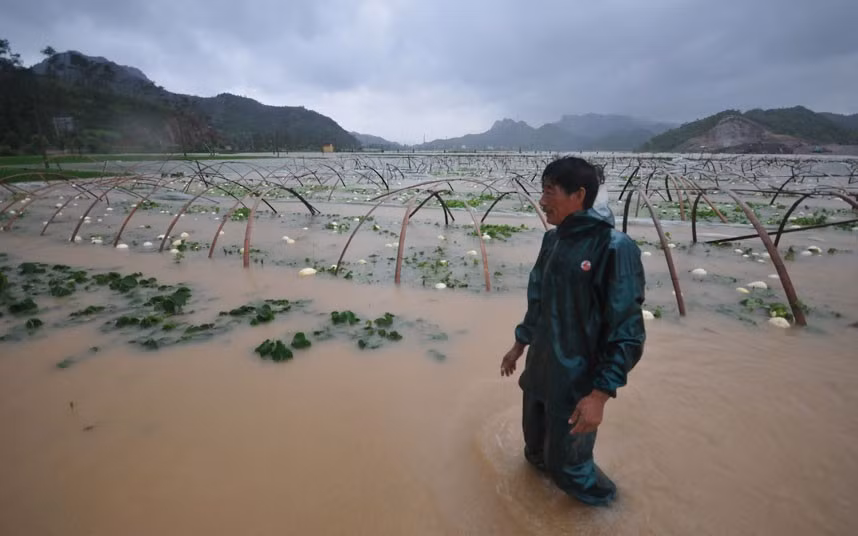 Nông dân Trung Quốc đứng nhìn những thửa ruộng ngập trong nước tại Tam Môn, Chiết Giang. Nông dân Trung Quốc đứng nhìn những thửa ruộng ngập trong nước tại Tam Môn, Chiết Giang.