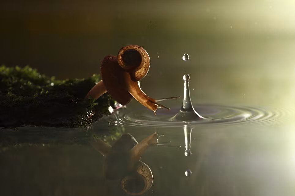 Giọt nước mưa rơi xuống gần nơi ốc sên trú ngụ trên một cây nấm.