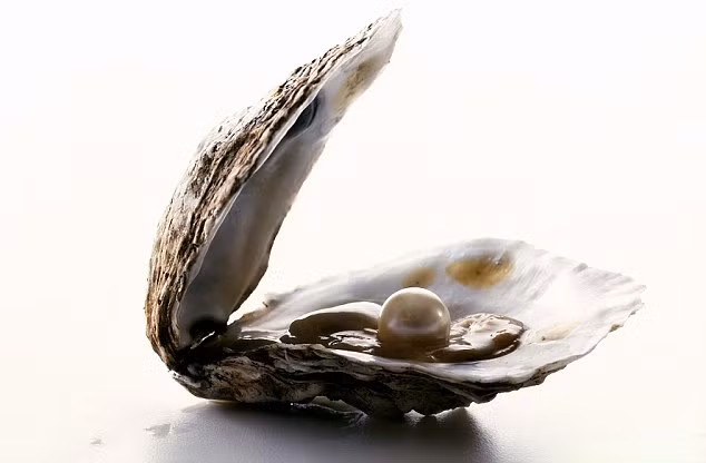 Ngọc bên trong một con hàu sống Ngọc bên trong một con hàu sống