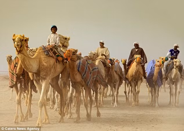 Lạc đà trên sa mạc ở Ả Rập Saudi Lạc đà trên sa mạc ở Ả Rập Saudi