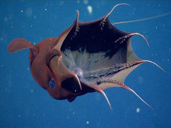 Nó cũng là thành viên duy nhất của họ cephalopod, mang cả đặc tính của mực lẫn bạch tuộc, còn sống sót.