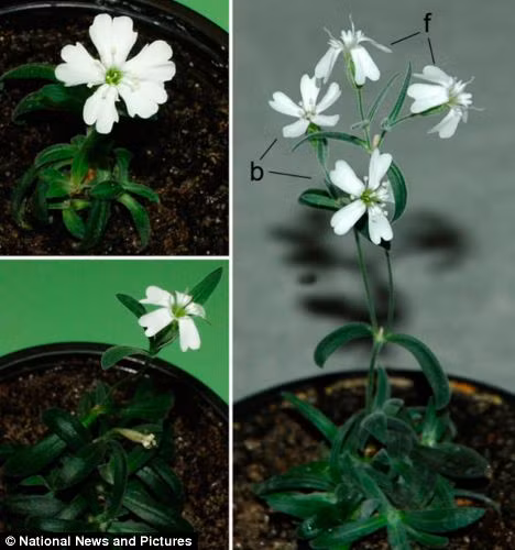 Hoa Silene stenophylla được hồi sinh trong phòng thí nghiệm tại Moscow Hoa Silene stenophylla được hồi sinh trong phòng thí nghiệm tại Moscow