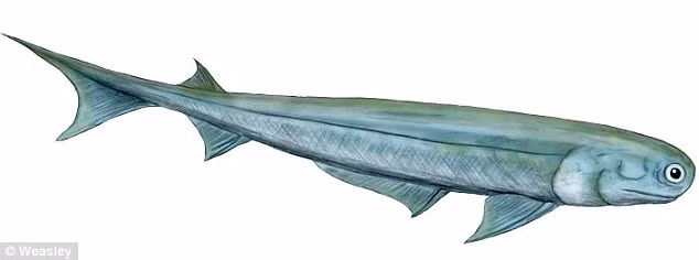 Loài cá nguyên thuỷ này có tên khoa học là Acanthodes bronni. Loài cá nguyên thuỷ này có tên khoa học là Acanthodes bronni.