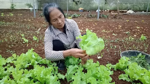Hợp tác xã nông nghiệp rau an toàn VietGAP do bà Luyến làm giám đốc, trồng rau xanh quanh năm. Các loại rau trái vụ cũng phát triển xanh tốt ở vùng cao nguyên Mộc Châu. Ảnh: Báo Dân Việt.