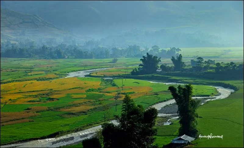 Một góc Tây Bắc vàng...