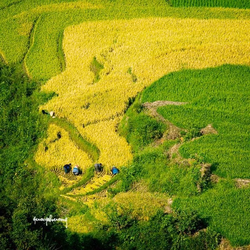 Mùa vàng trên đỉnh núi...