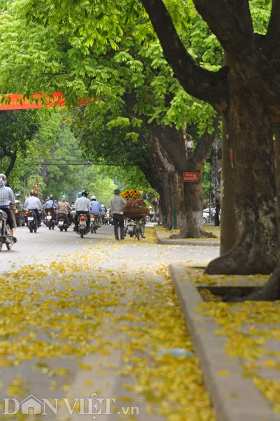 Mùa sấu thay lá cũng là mùa hoa sấu “đổ mưa”.
