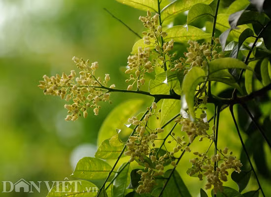 Những chùm hoa sấu li ti, tròn vo như những hạt ngọc màu vàng nhạt.