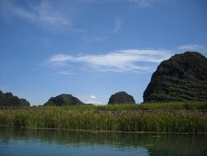 Hàng cây đuôi lươn hai bên đường đi.
