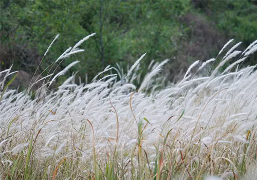 Cỏ lau trắng.