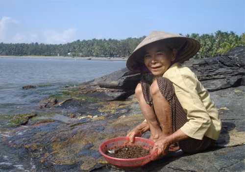 Nhiều người dân tại đây kiếm thêm thu nhập bằng nghề nhặt hải sản ven bờ.