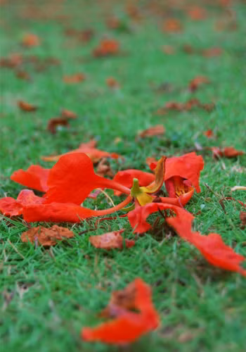 Một cánh hoa rơi. Một cánh hoa rơi.