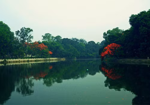 Phượng rủ bóng xuống mặt hồ. Phượng rủ bóng xuống mặt hồ.