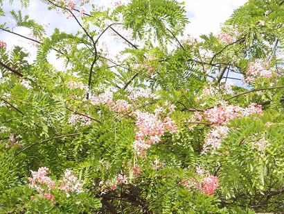 Hoa chen chúc với lá.