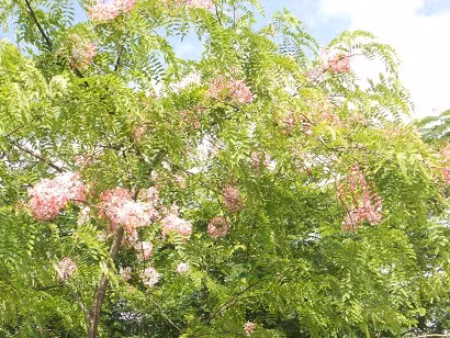 Những chùm hoa rực rỡ bên nền lá xanh.