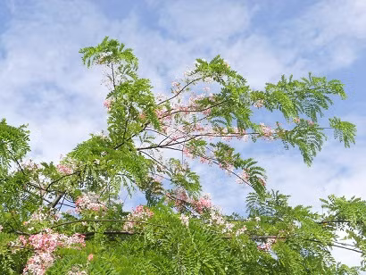 Vươn cao trên nền trời xanh ngắt.