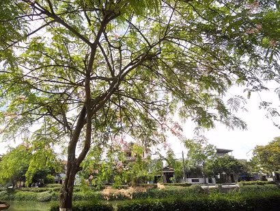Những nhánh cây tủa ra càng thêm rực rỡ.
