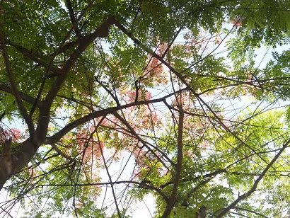 Vươn mình đón nắng.