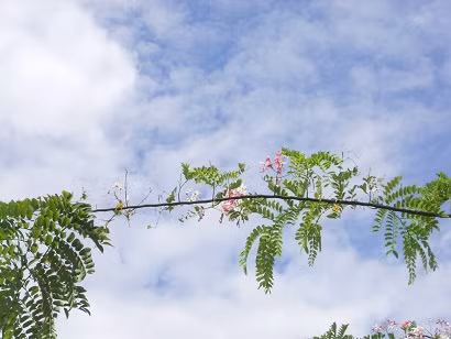 Vắt ngang nền trời.
