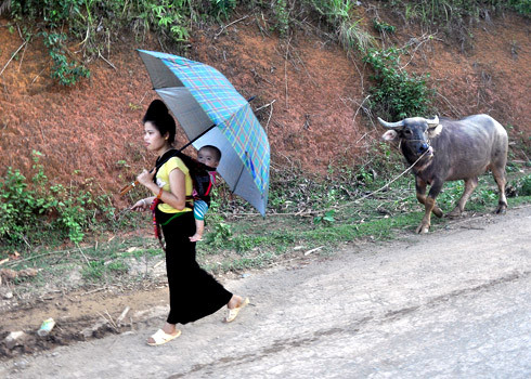 Phụ nữ Thái Đen ở huyện Quỳnh Nhai, tỉnh Sơn La, địu con thong thả dắt trâu.