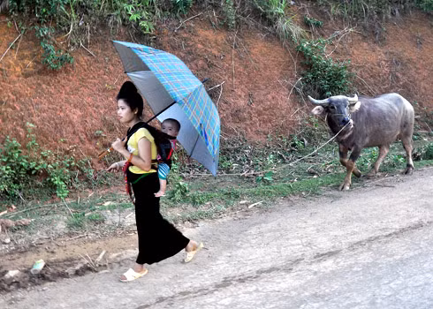 Phụ nữ Thái Đen ở huyện Quỳnh Nhai, tỉnh Sơn La, địu con thong thả dắt trâu.