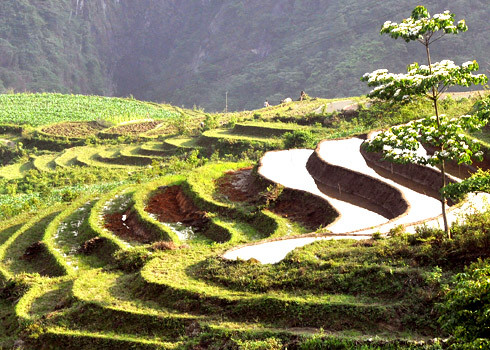 Còn nắng thì trong vắt trên các thửa ruộng bậc thang.