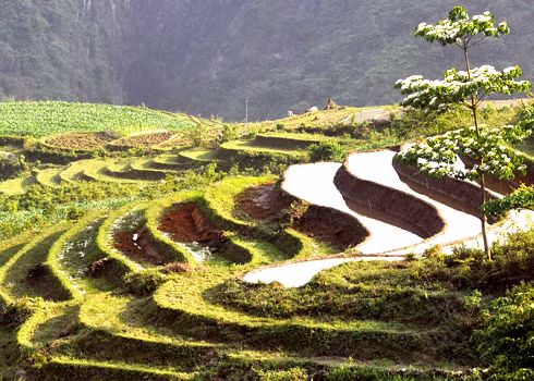 Còn nắng thì trong vắt trên các thửa ruộng bậc thang.