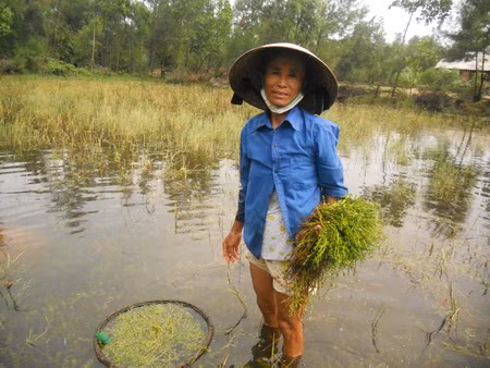 Chị Trần Thị Sự tần tảo sớm hôm, nuôi con học đại học. Chị Trần Thị Sự tần tảo sớm hôm, nuôi con học đại học.