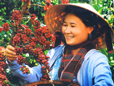 Ngành cà phê Việt Nam cần phải giải quyết nghịch lý: Xuất khẩu nhất nhì thế giới, nhưng giá trị kim ngạch thì rất nhỏ. Ngành cà phê Việt Nam cần phải giải quyết nghịch lý: Xuất khẩu nhất nhì thế giới, nhưng giá trị kim ngạch thì rất nhỏ.