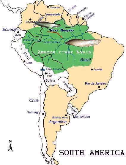 Địa bàn phân bố tự nhiên của cá ngân long: lưu vực sông Amazon (vùng màu xanh) và các nước Guyana, French Guyana ở phía Đông Bắc. Cá hắc long chỉ phân bố trong nhánh sông Negro. Địa bàn phân bố tự nhiên của cá ngân long: lưu vực sông Amazon (vùng màu xanh) và các nước Guyana, French Guyana ở phía Đông Bắc. Cá hắc long chỉ phân bố trong nhánh sông Negro.